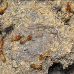 Cara Efektif Mengatasi Rayap dengan Layanan Anti Rayap Bandung