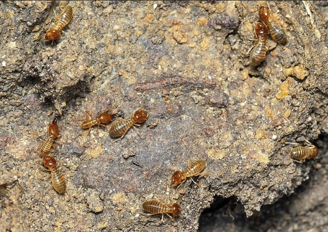 Cara Efektif Mengatasi Rayap dengan Layanan Anti Rayap Bandung