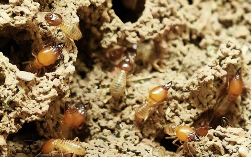 Solusi Efektif Lindungi Hunian dari Kerusakan