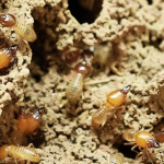 Solusi Efektif Lindungi Hunian dari Kerusakan